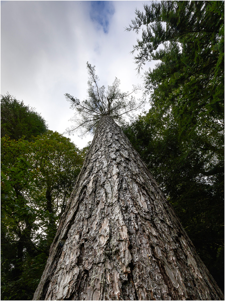 "Trunk" by Viv Evans