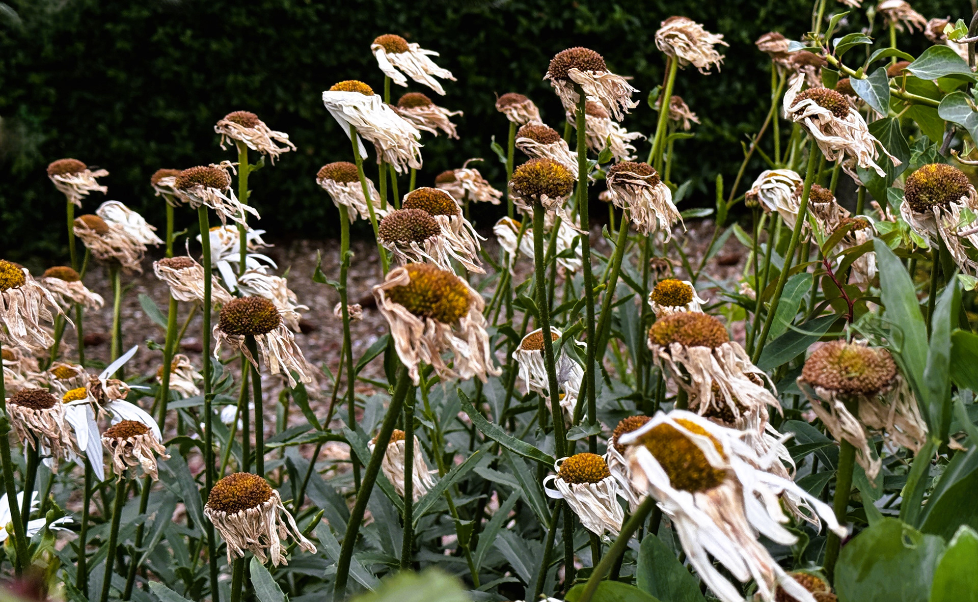 "Fading Summer" by David Hough