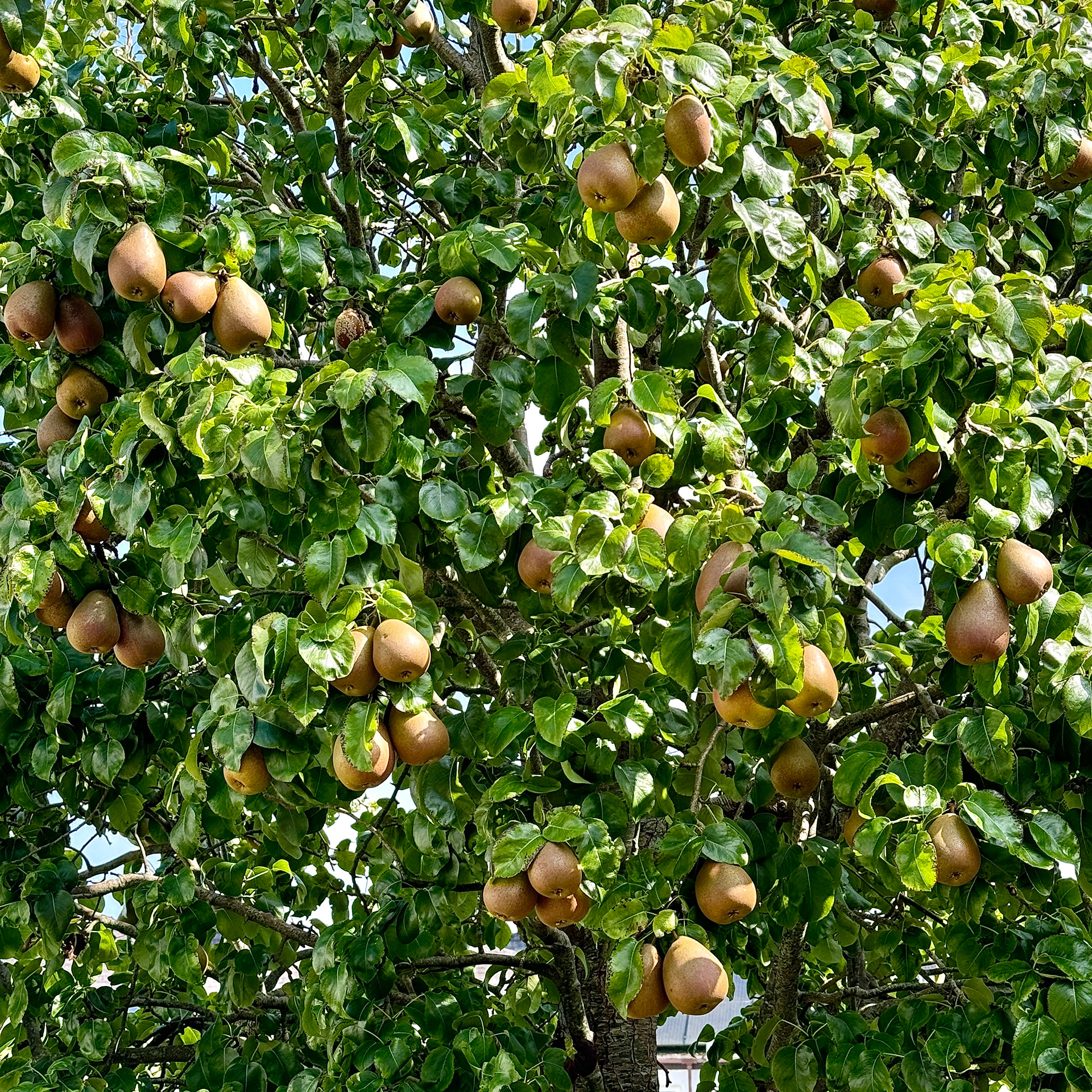 "Abundant Harvest" by Morlais Davies