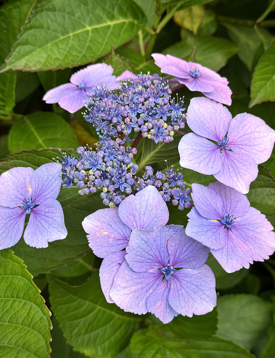 "Hydrangea Serrata (Mountain Hydrangea)" by David Hough