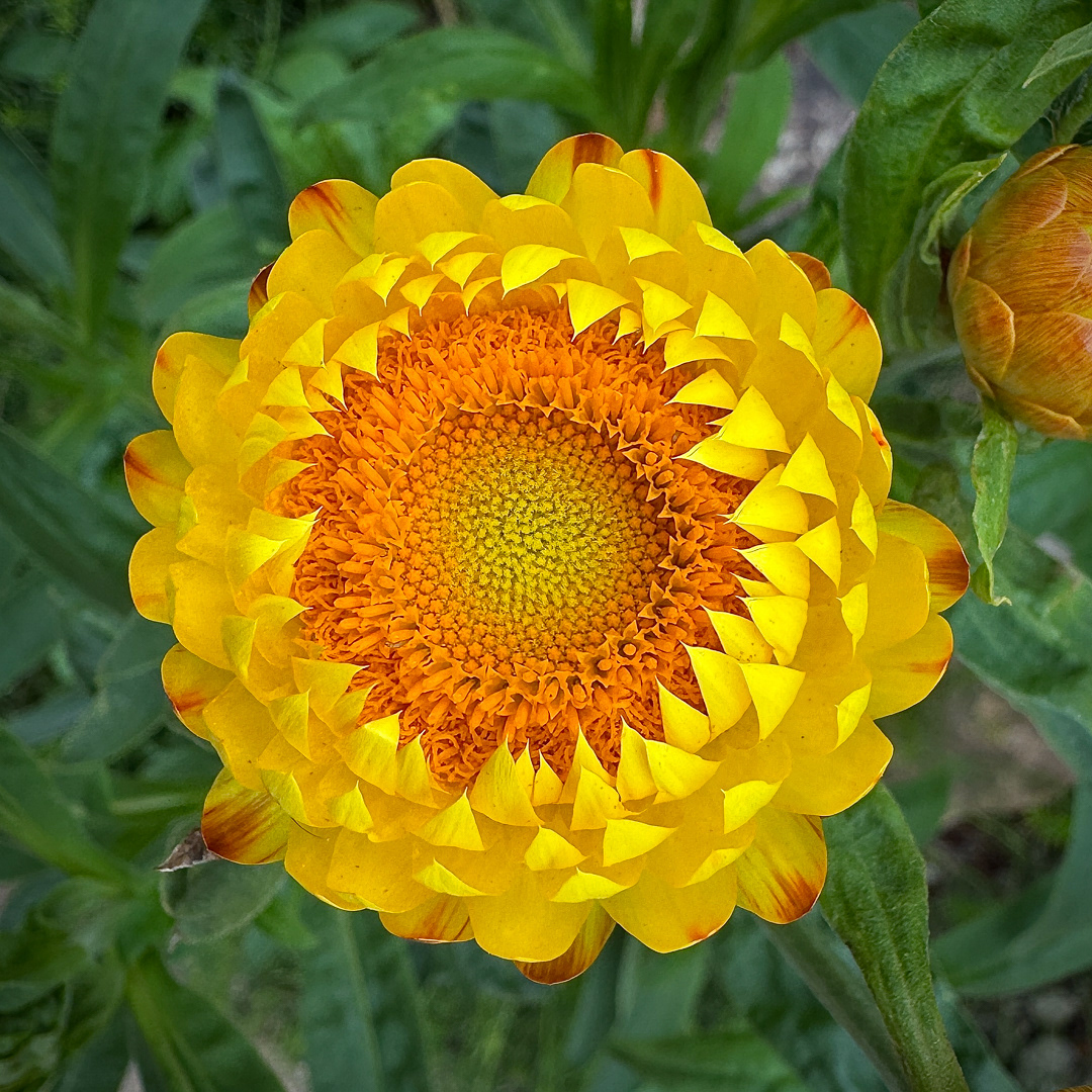 "Sunshine" by Morlais Davies