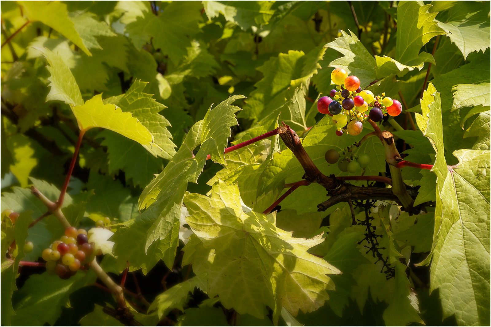 "Trenewydd Vines" by Simon Harding