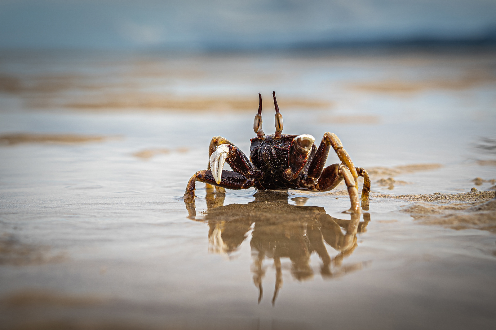 "Crab reflection" by Janet Evans