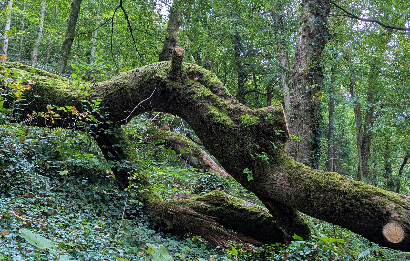 "Spot the Robin" by Mike Jones