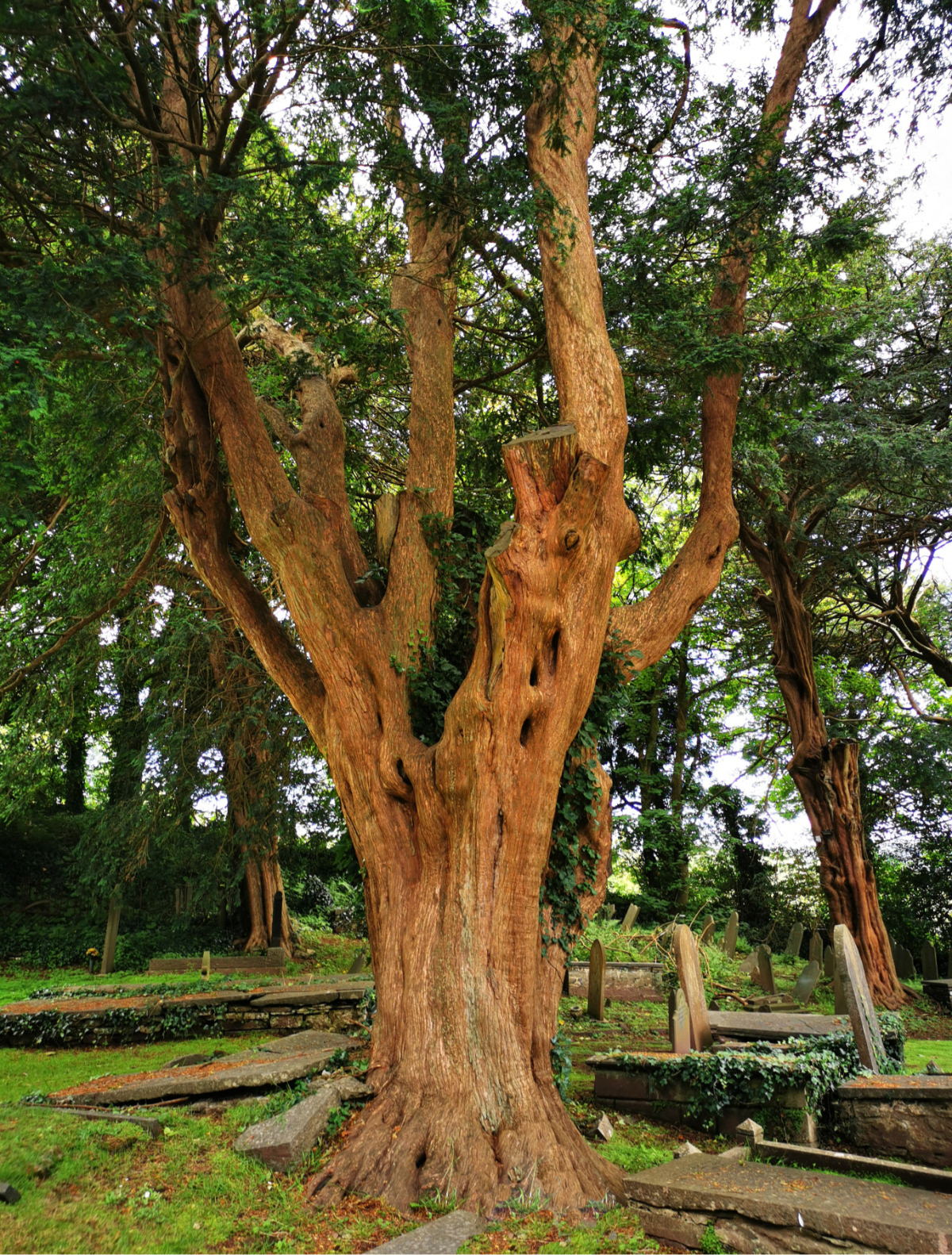 Tall and Strong" by Sonia Scharneck