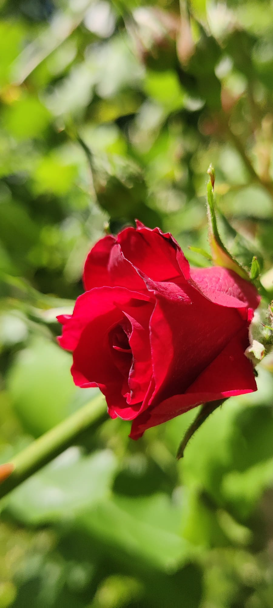 "Roses are red" by Hilary Harding