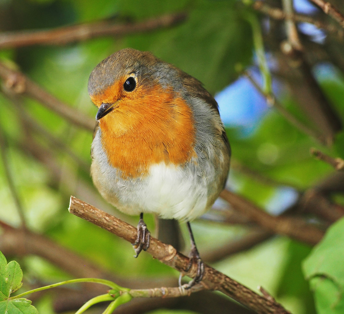 Robin Red Breast