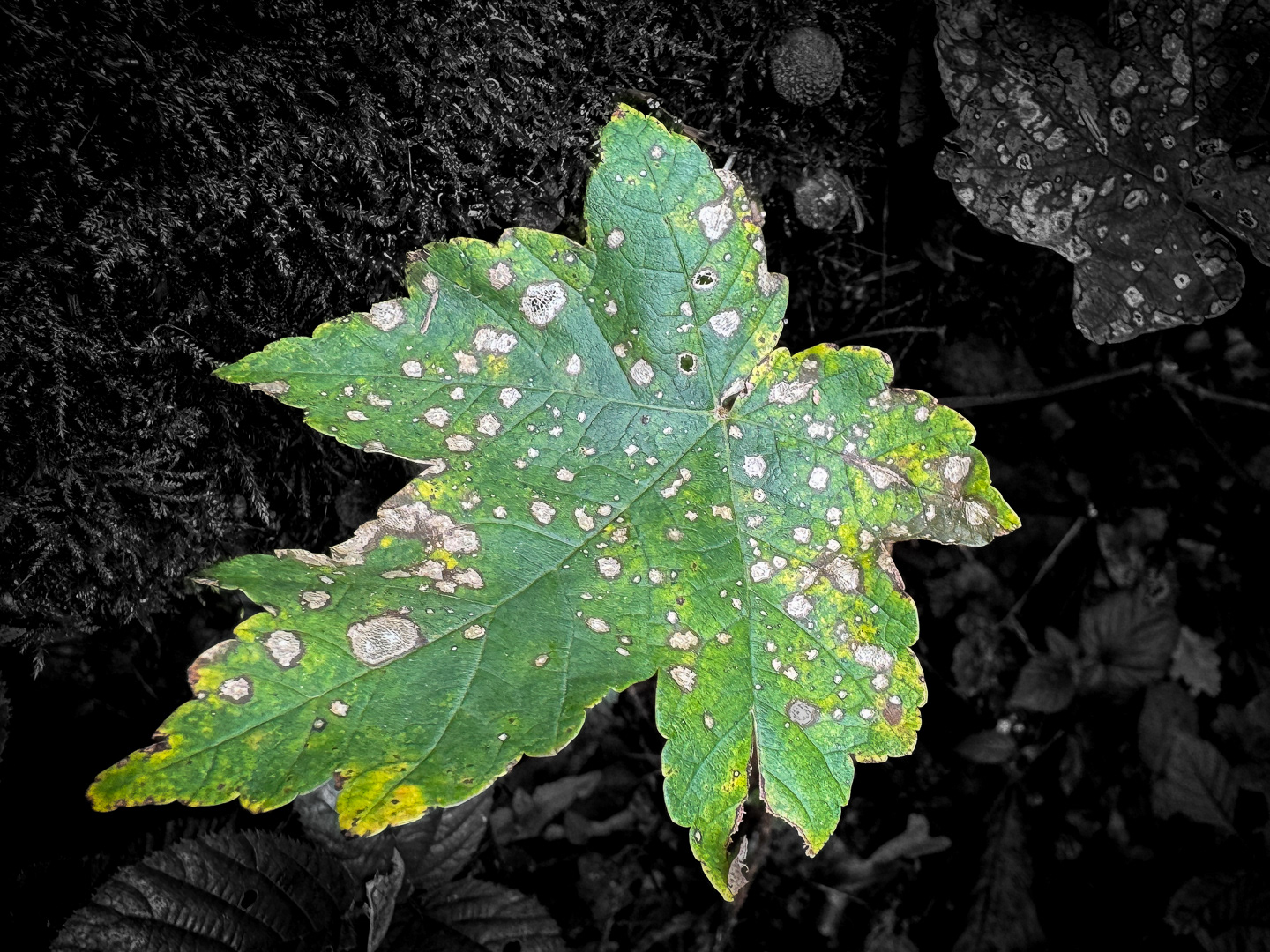 Colby_Pembs-4725 by Morlais Davies