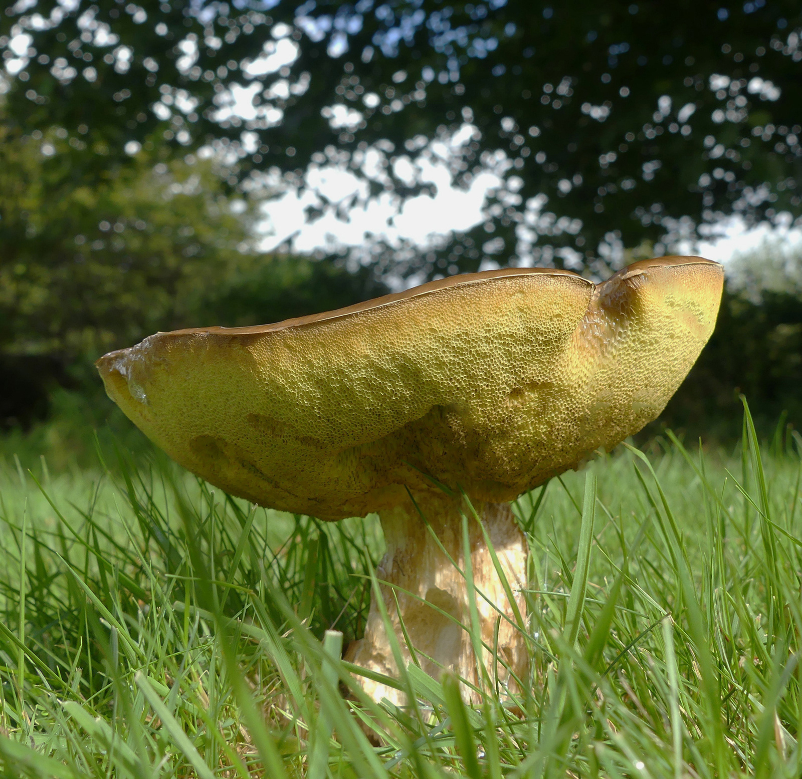 Weeping Toadstool (Trudy Davies) 16 poiints