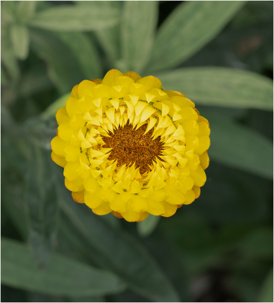 "Antipodean flora 2" by Viv Evans