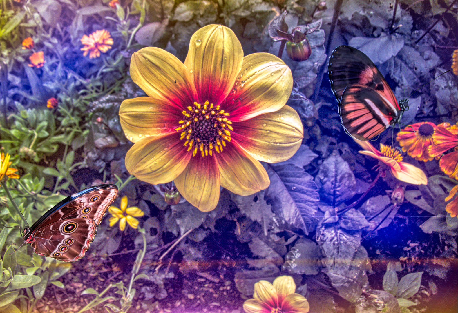Butterflies Love Flowers
