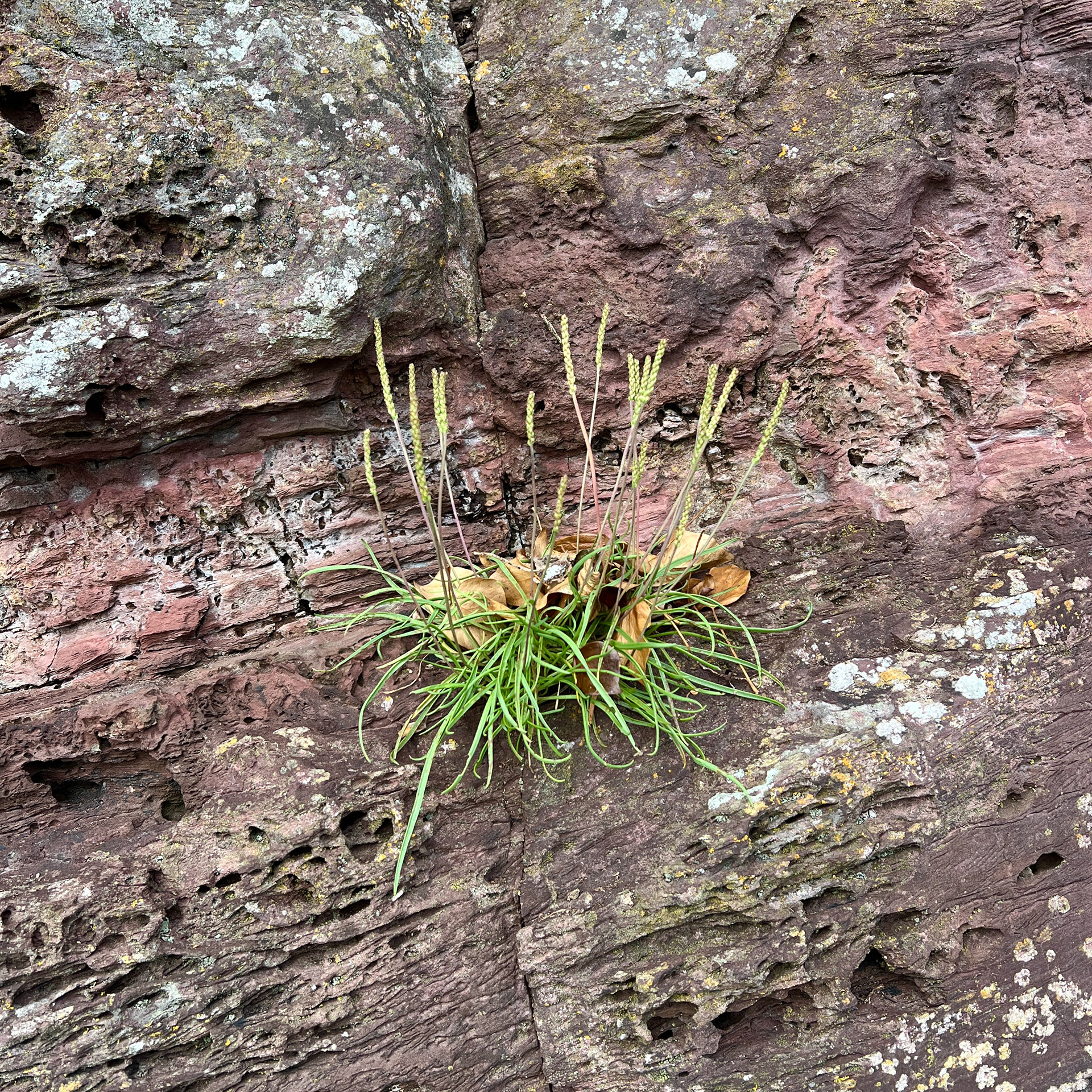 IMG_2112 by Morlais Davies