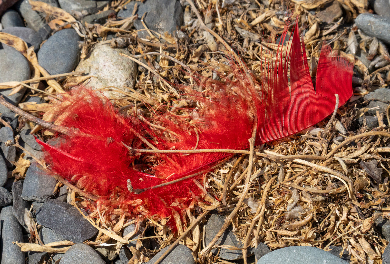"Red Feather Boa" by Monica Berry