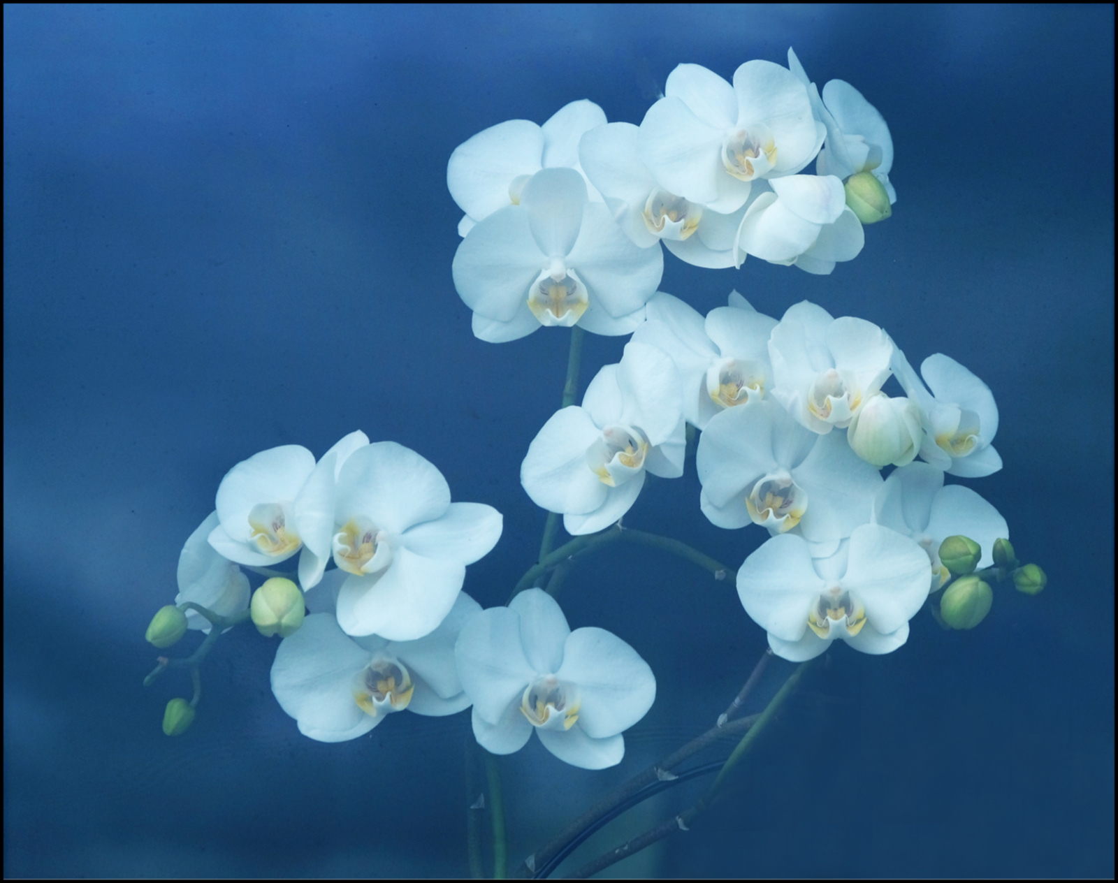 Orchid
