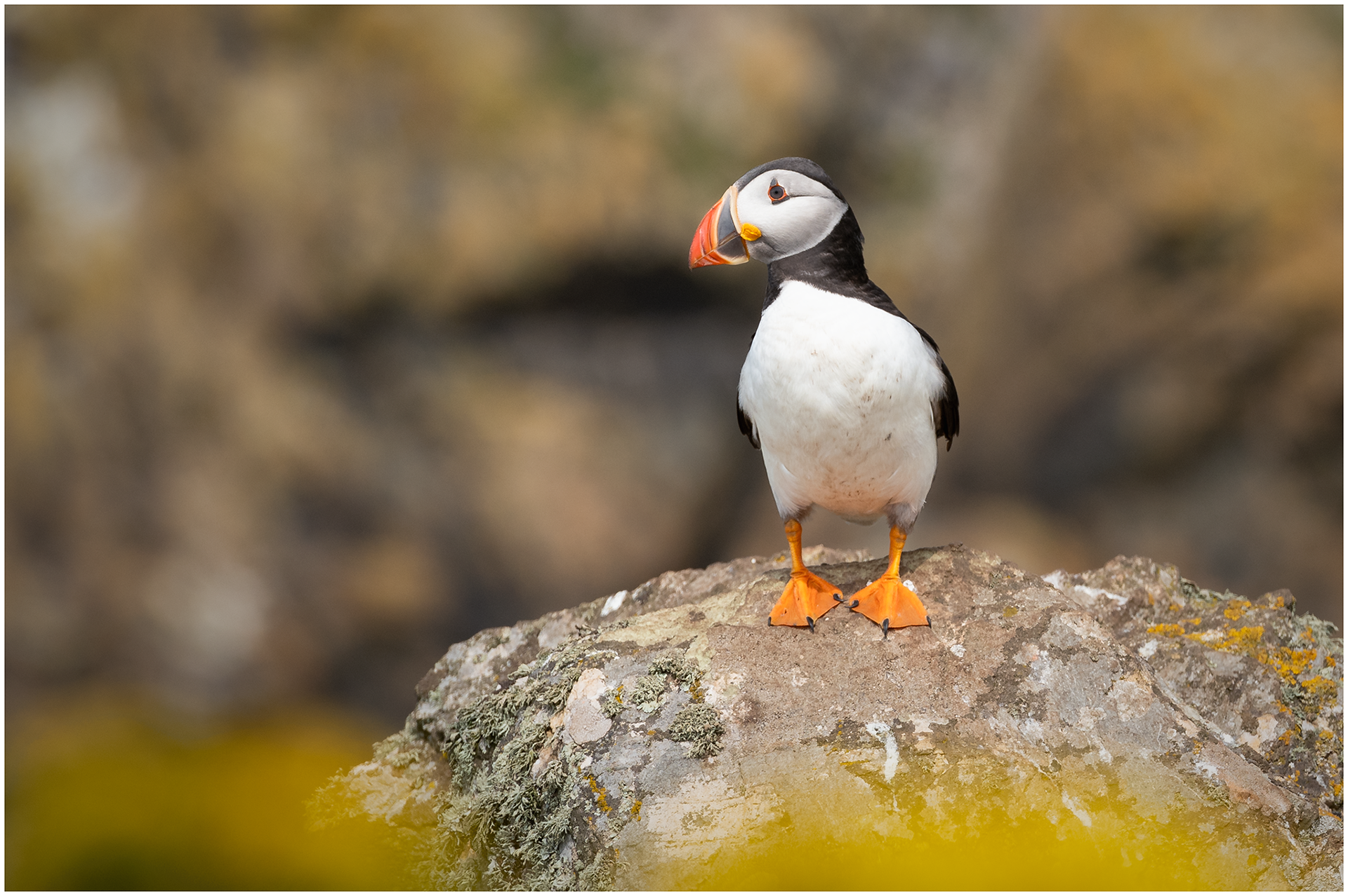 Skomer Island Puffin (2)