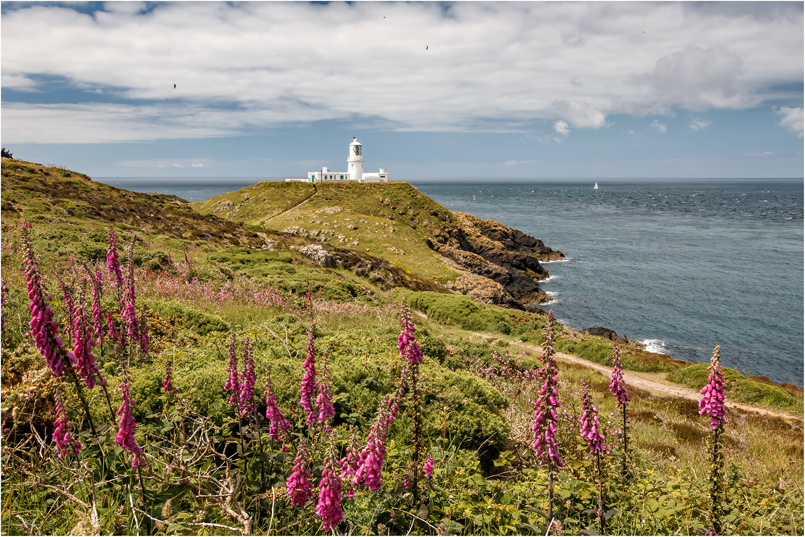 "Foxgloves at Strumble Head" by Roy Peters