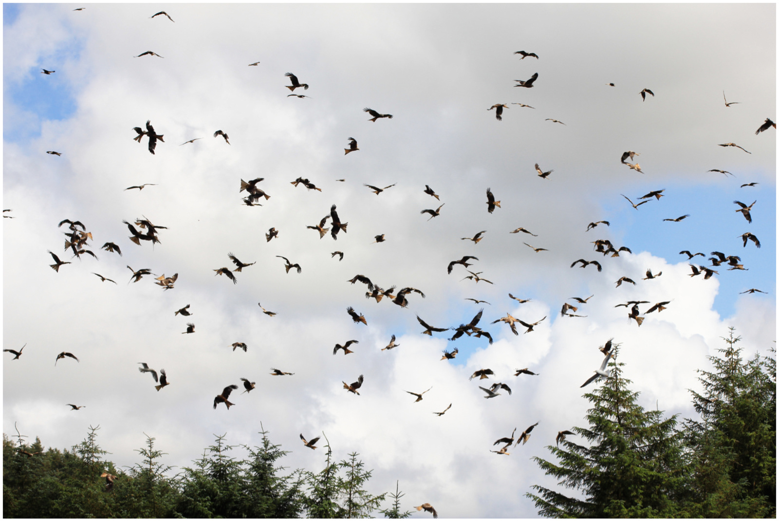 "Kites" by Margaret Jones