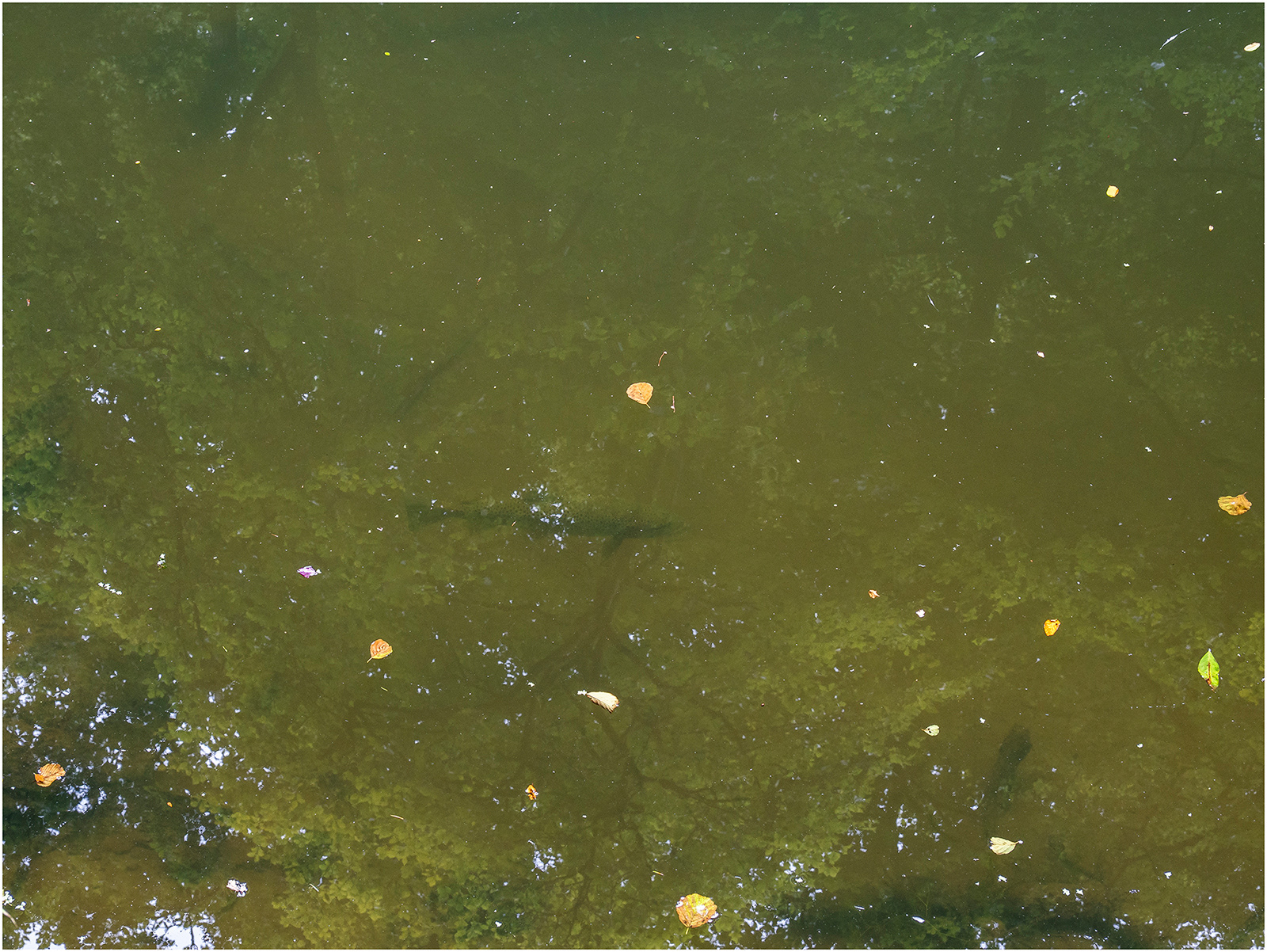 "Salmo trutta" by Viv Evans