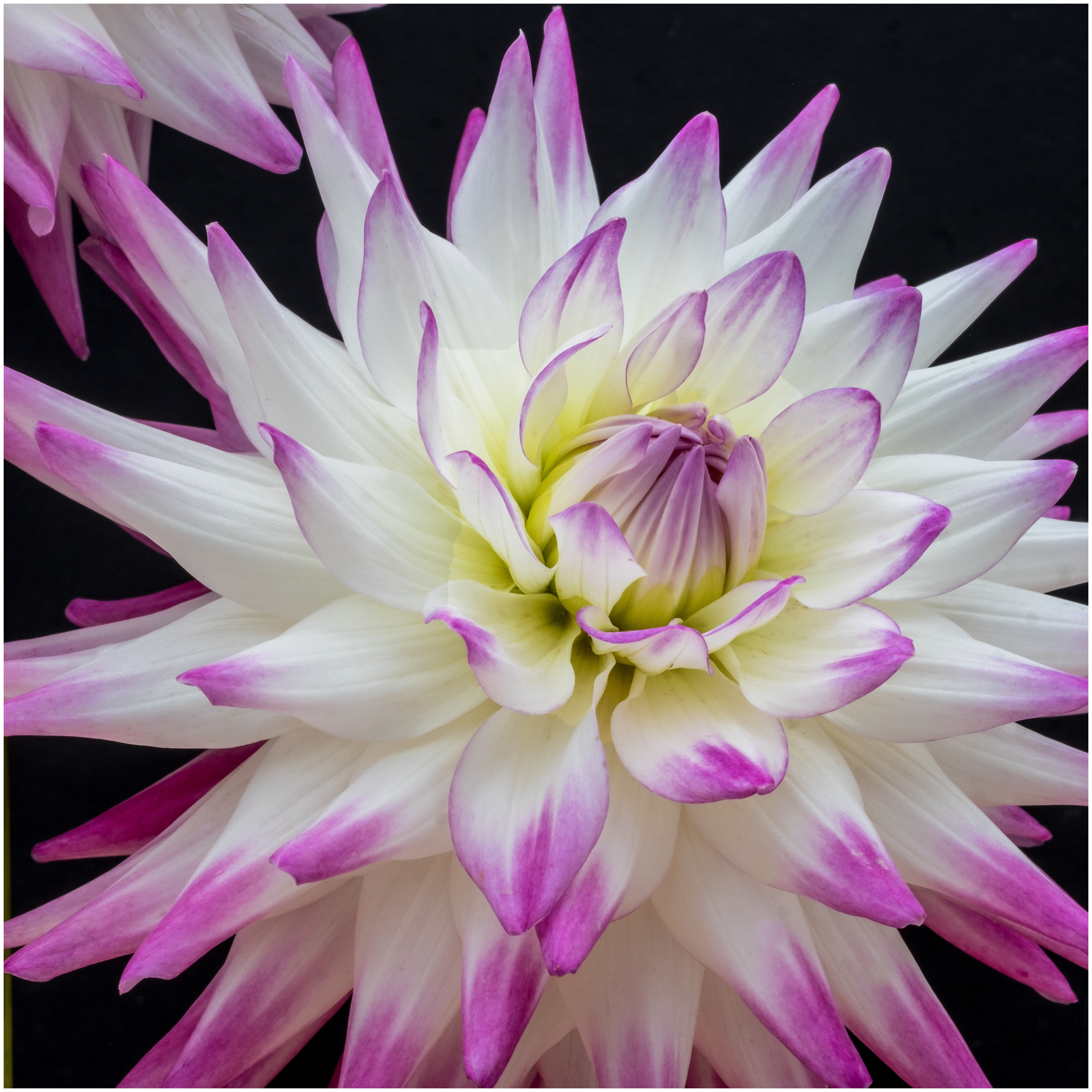 "Dahlia Firework" by Colin Price