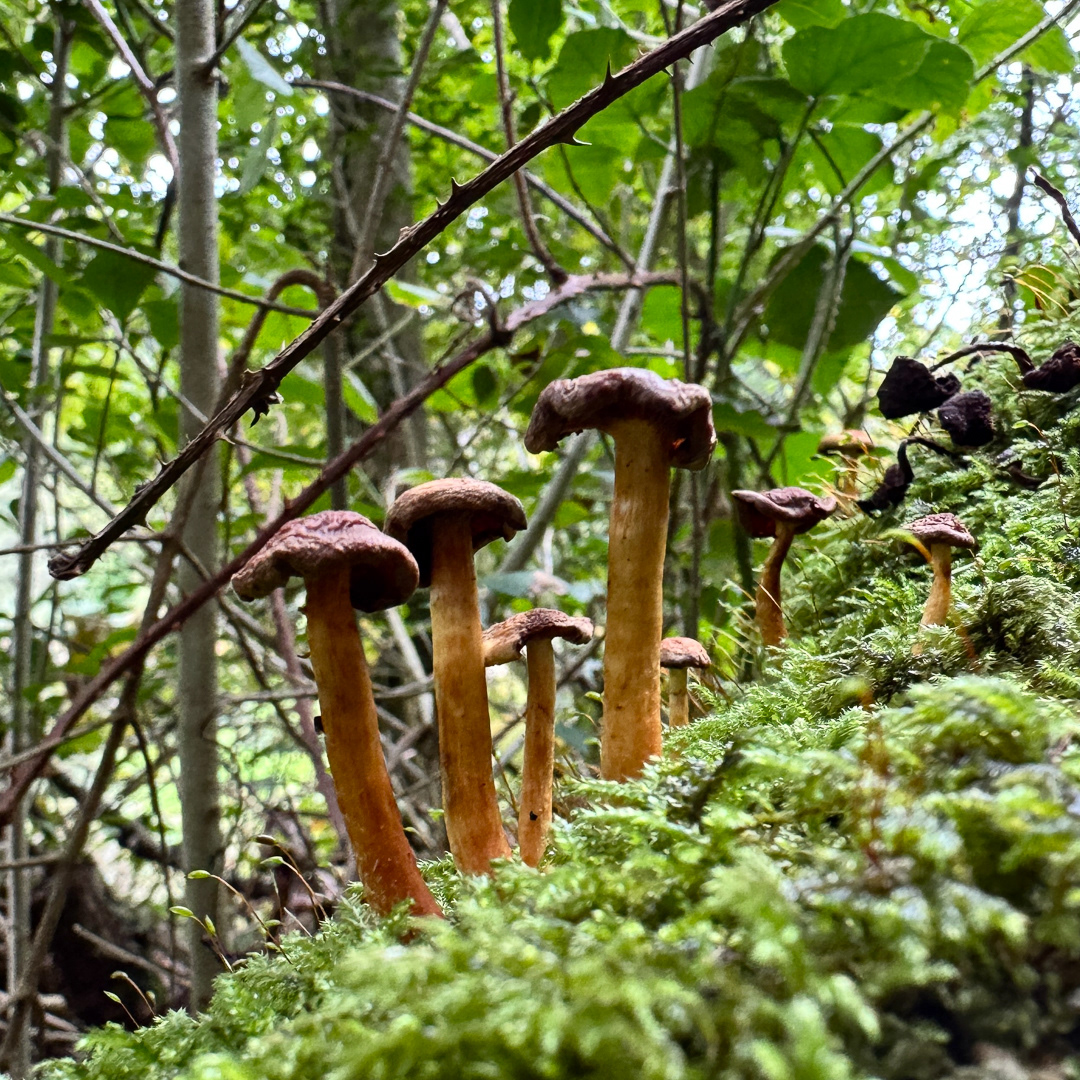 Colby_Pembs-4762 by Morlais Davies