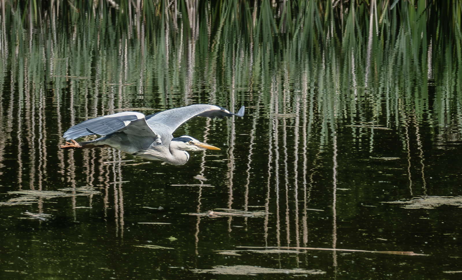 Heron Gliding