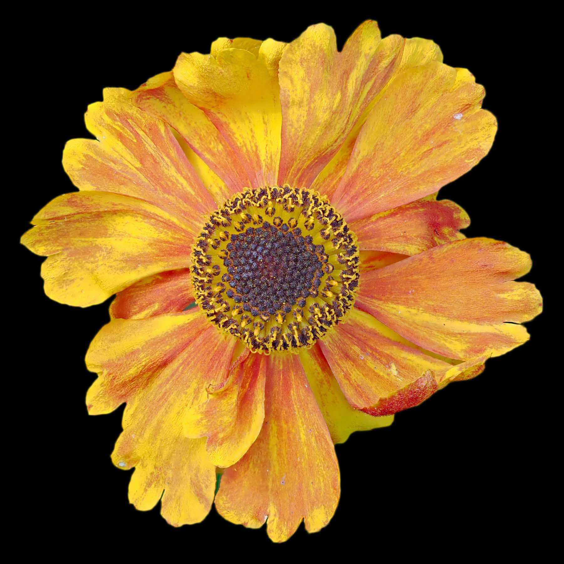 "Flower 3" by Viv Bowen