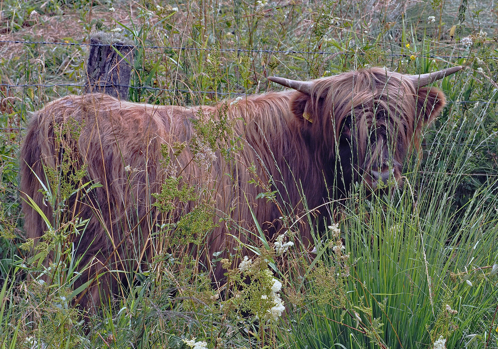 "Cors Caron" by Viv Bowen