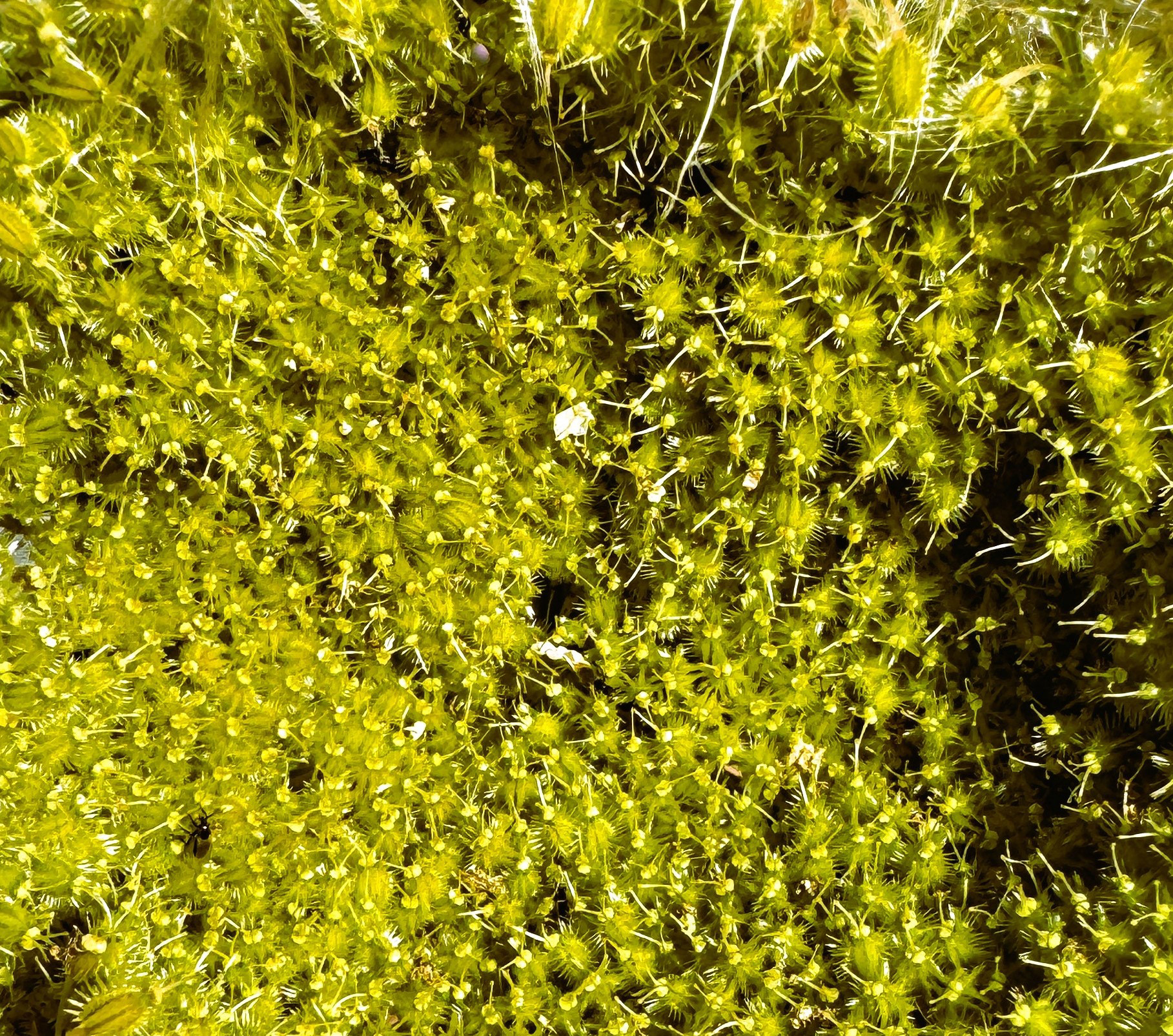 "A harvest of Seeds with TeanieWeanie Beetle" by David Hough