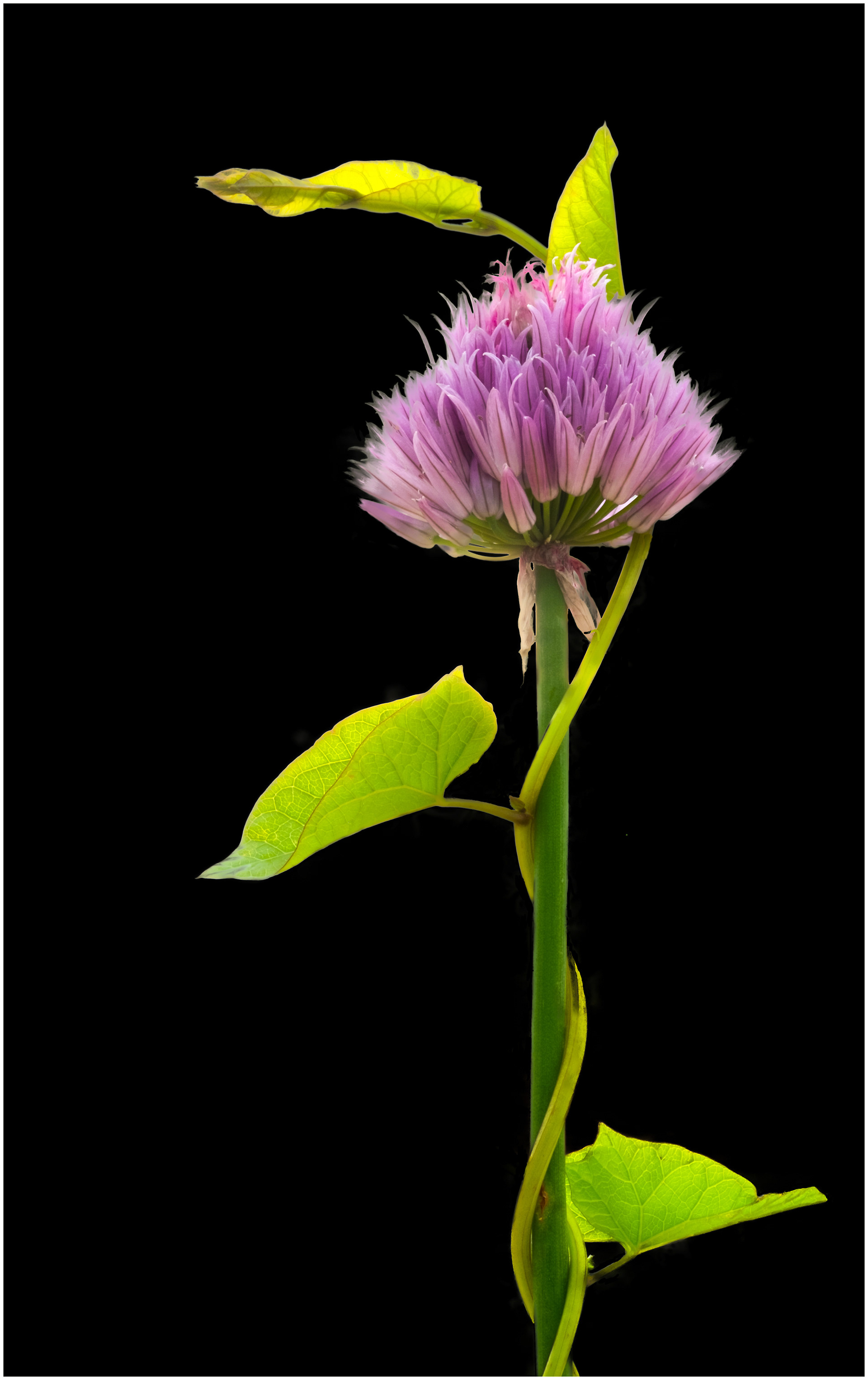 "Entwined" by Colin Price