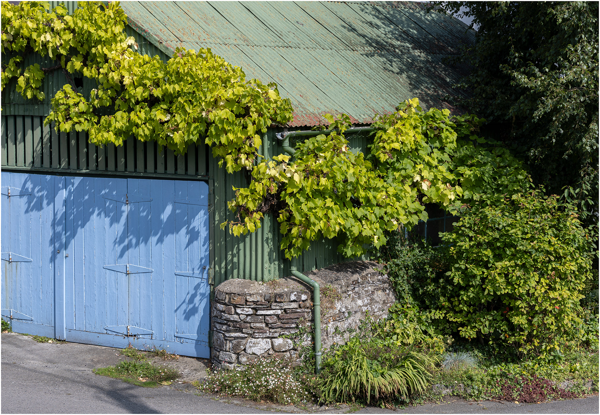 "Garage vine" by Viv Evans