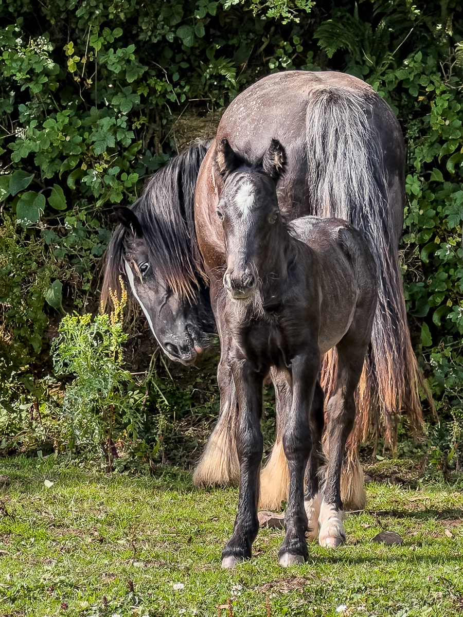"Mare and Foal" by Morlais Davies (16 points) (SC: 15)