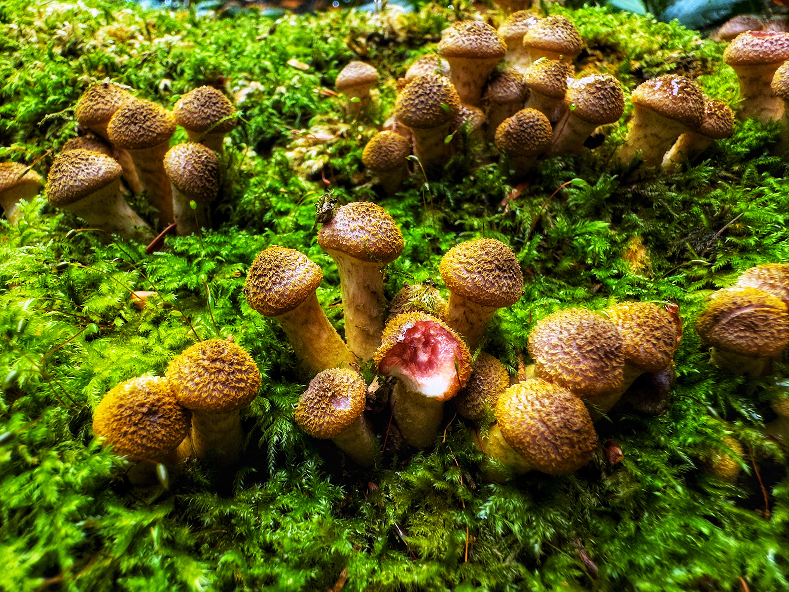 "Amanita rubescens, maybe?" by David Hough