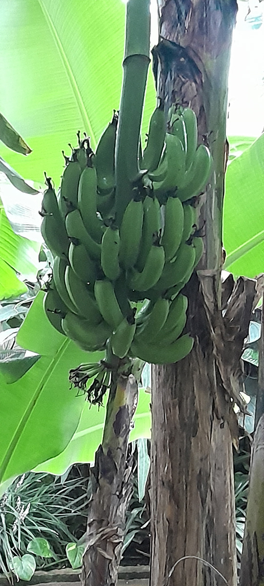 "Botanic Gardens 1" by Trudy Davies