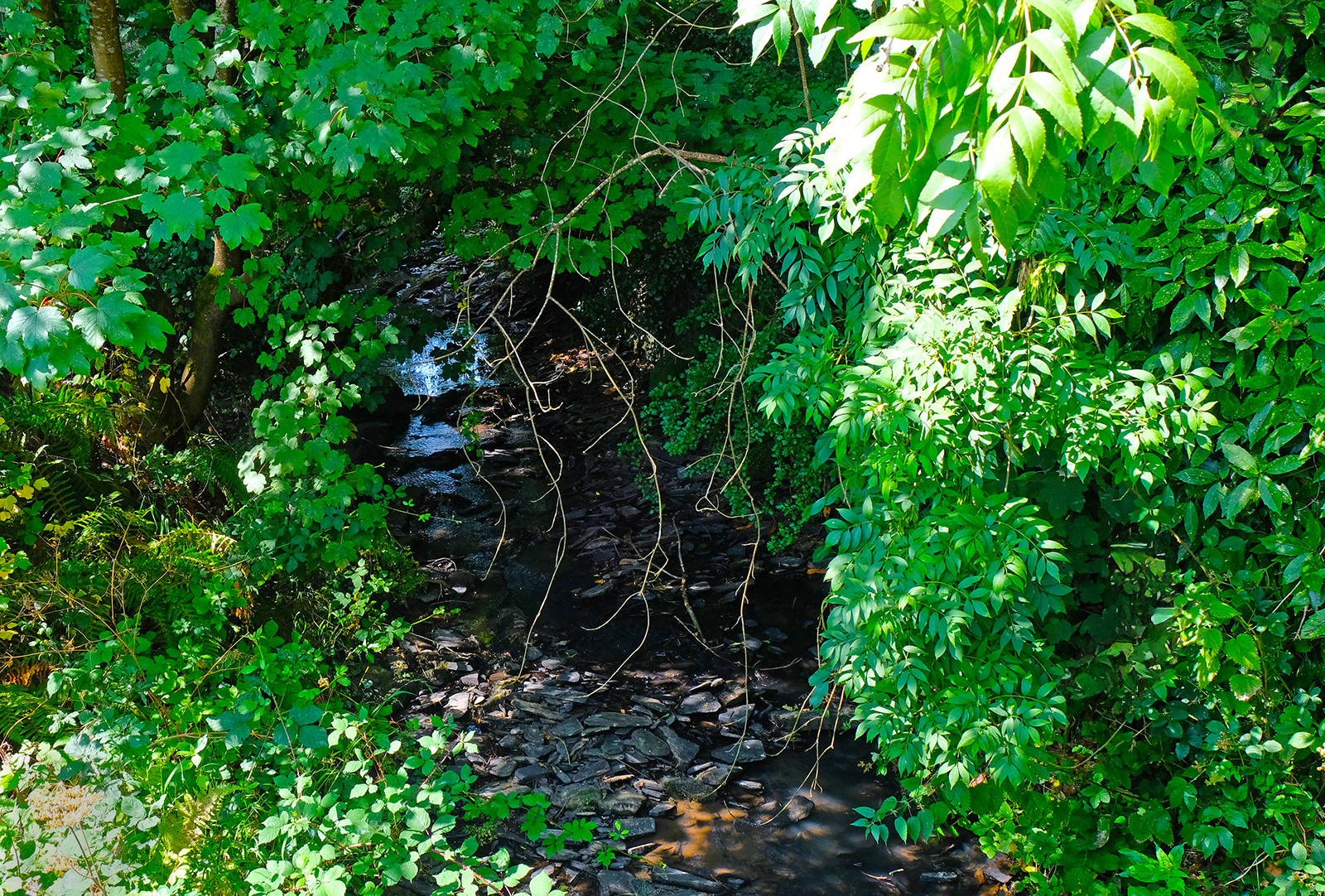"Hidden Stream" by Margaret Jones