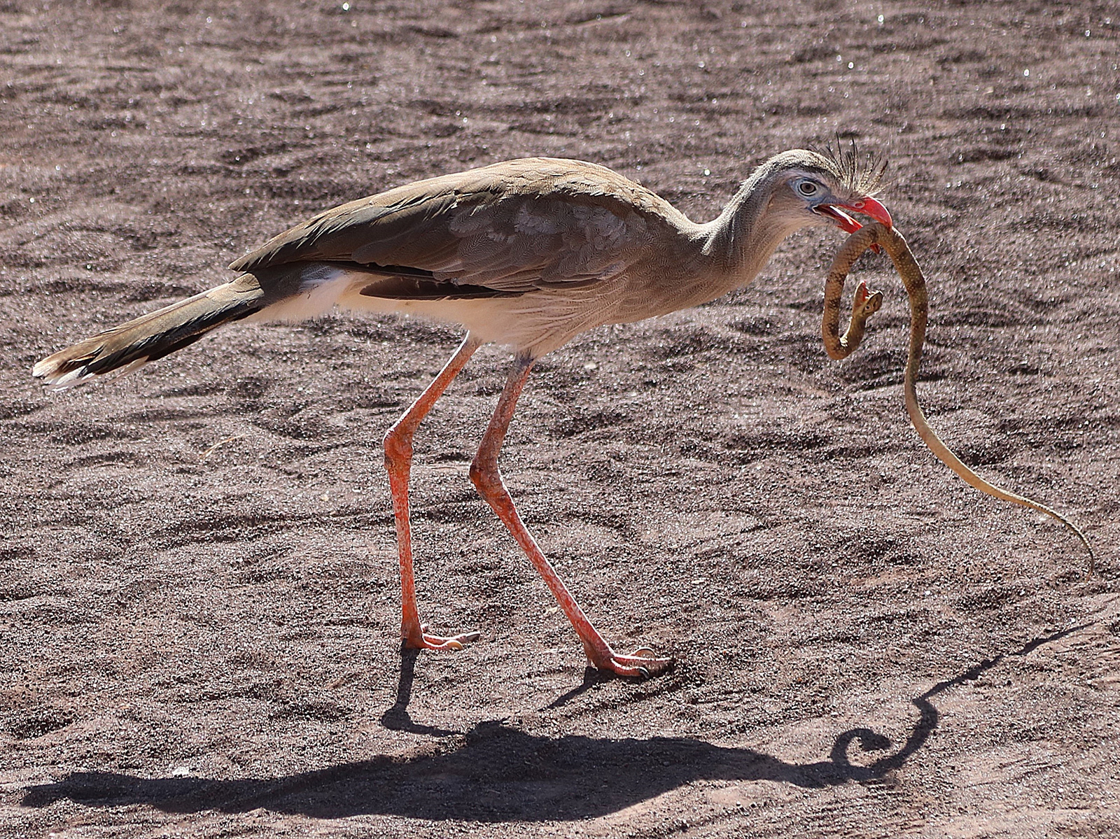 "Red Legged Seriema" by Brian Ottewell. Awarded 20 points and placed 1st by the judge, and awarded 16.69 points and placed 5th by the club members