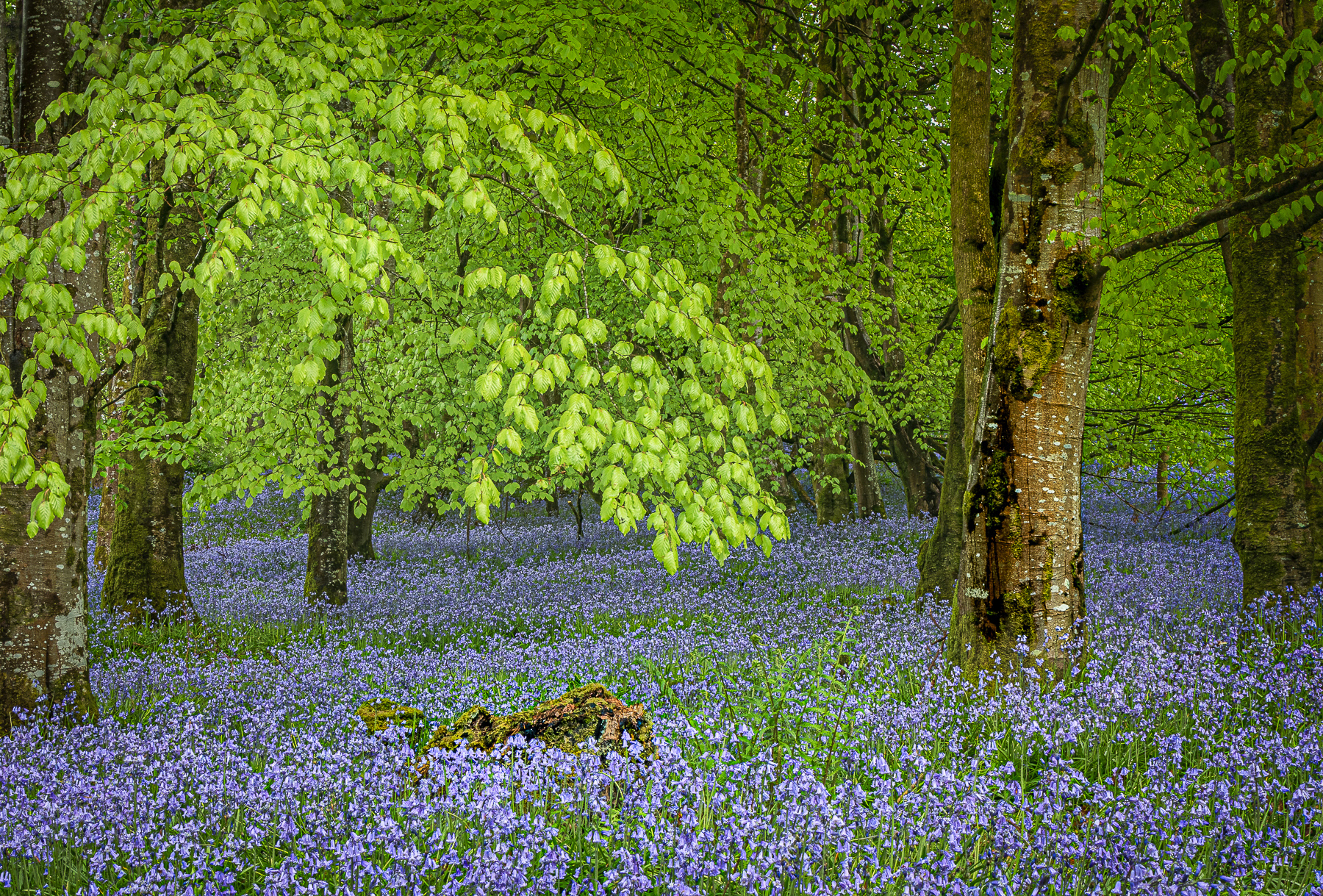 1. Bluebells