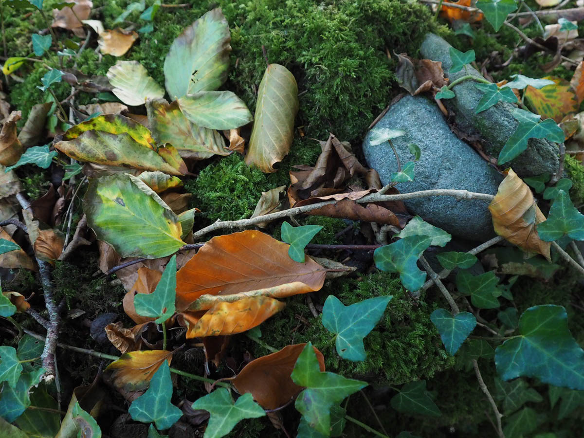 Autumn Leaves in the Ivy