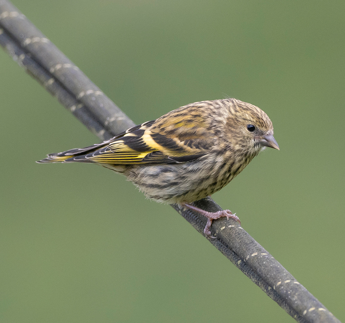 Sis 1 NYA by Viv Evans