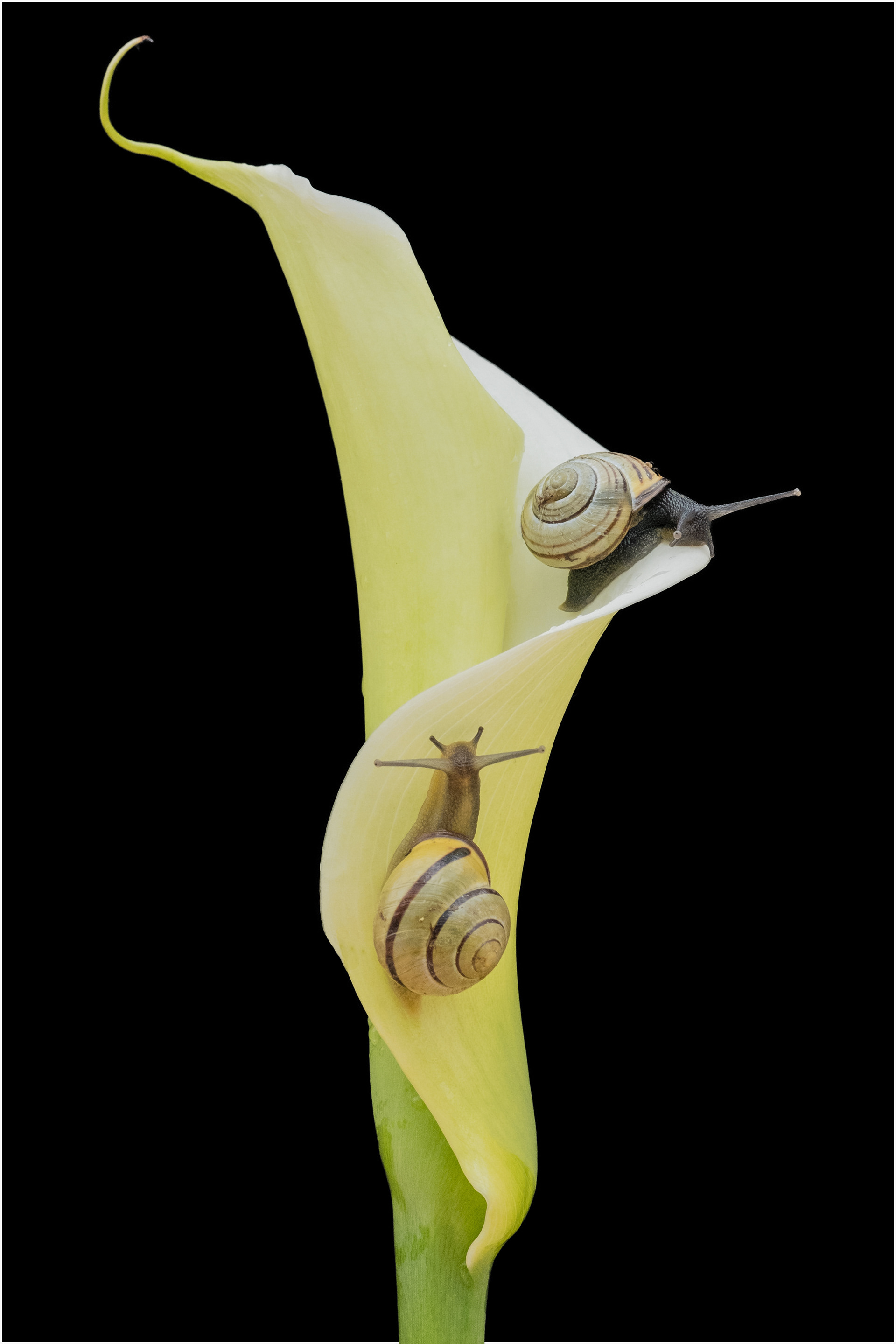 Two Snails on Arum Lily