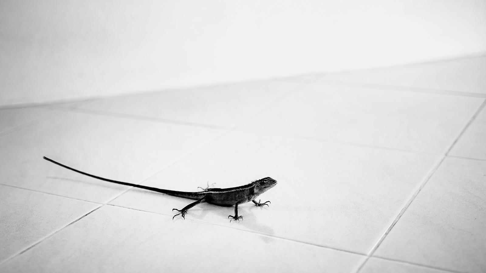 "Listening Lizard" by Janet Evans