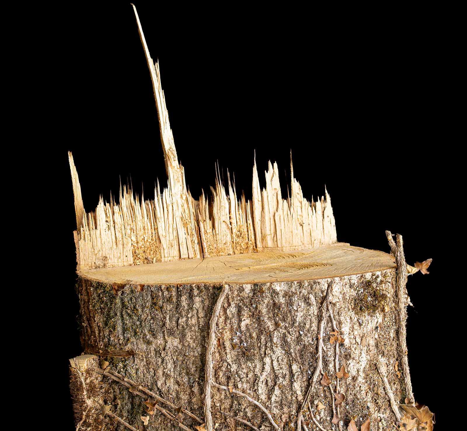 "Cors Caron 13" by Monica Berry