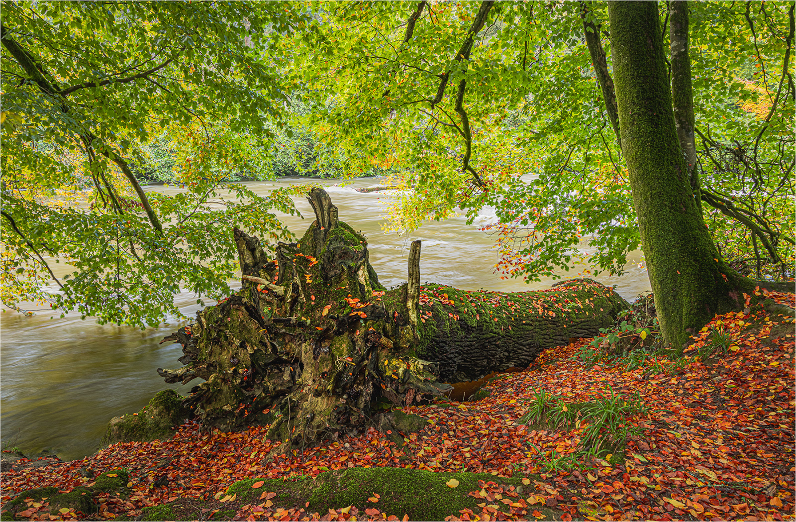 1. Autumn on the Teifi River