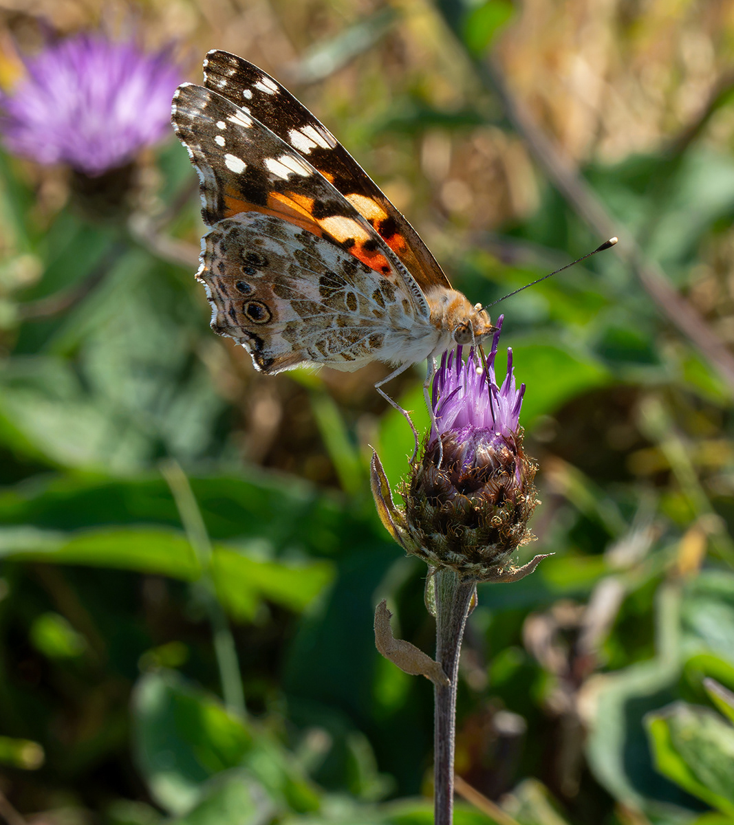 "The Painted Lady" by Monica Berry
