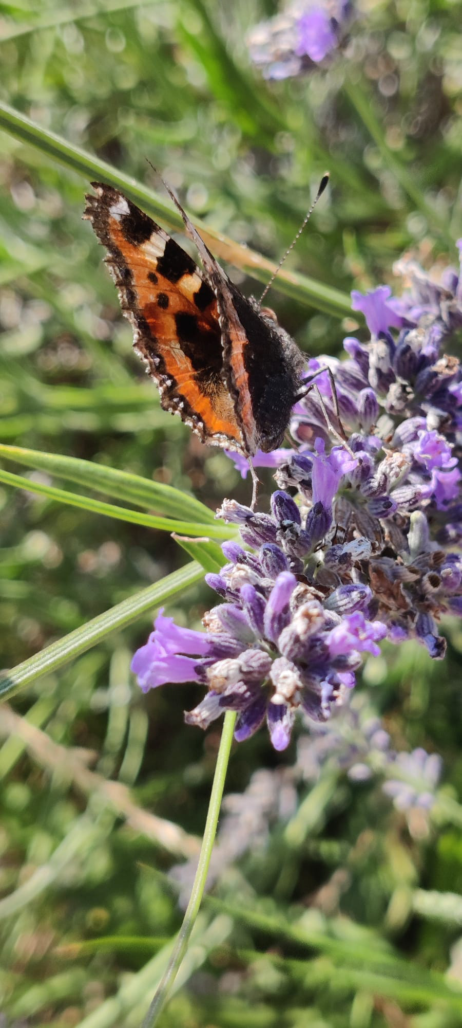 "Small Tortoiseshell on lavender" by Hilary Harding