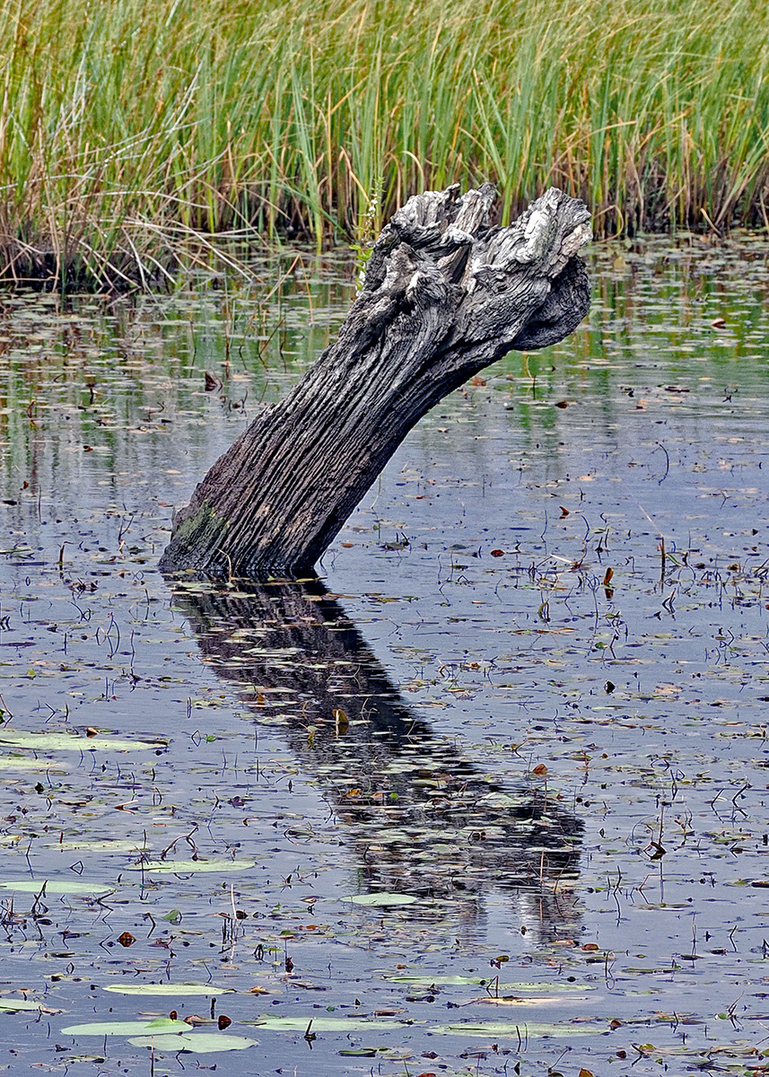 "Cors Caron 2" by Viv Bowen