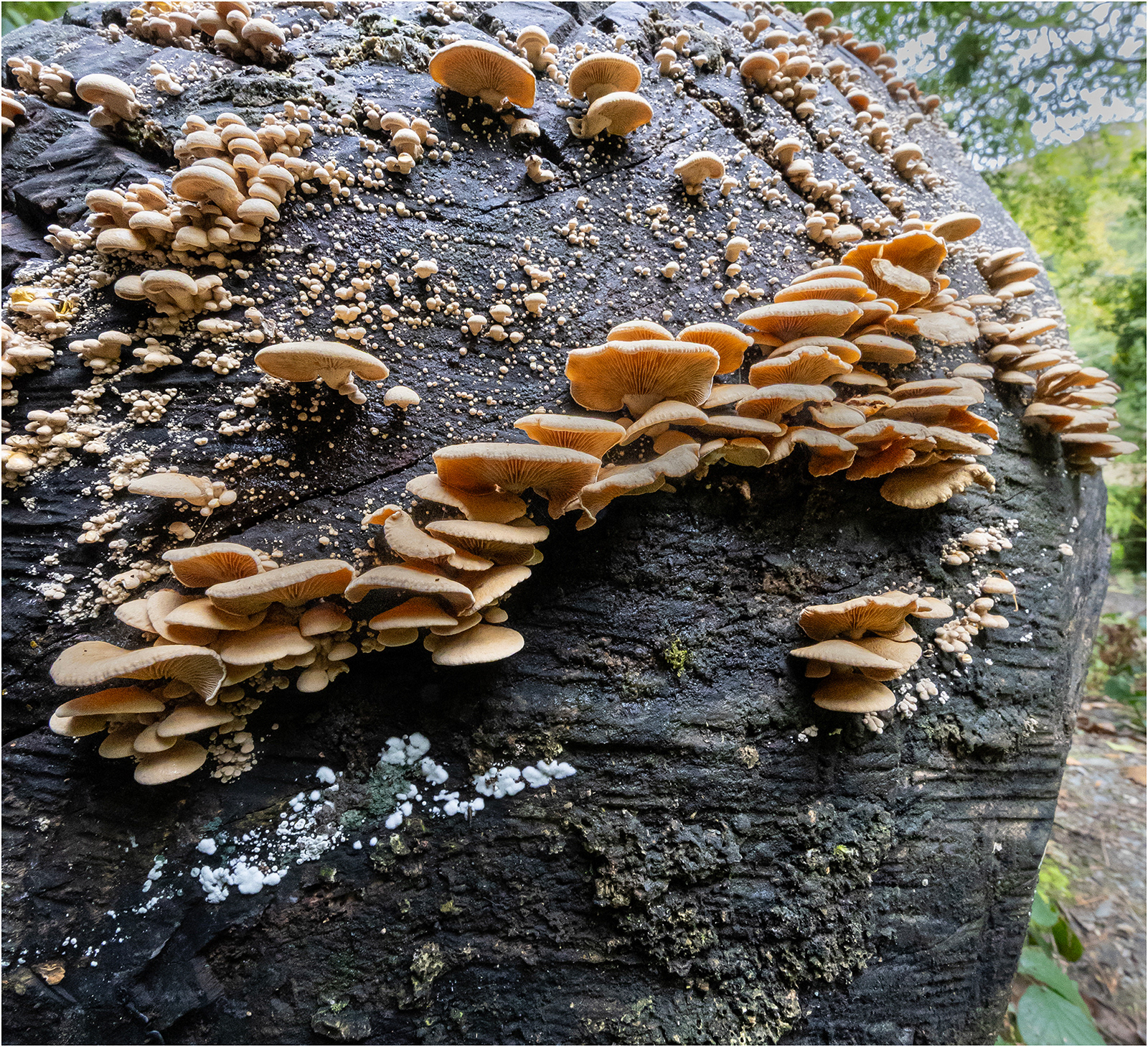 "Fungal" by Viv Evans