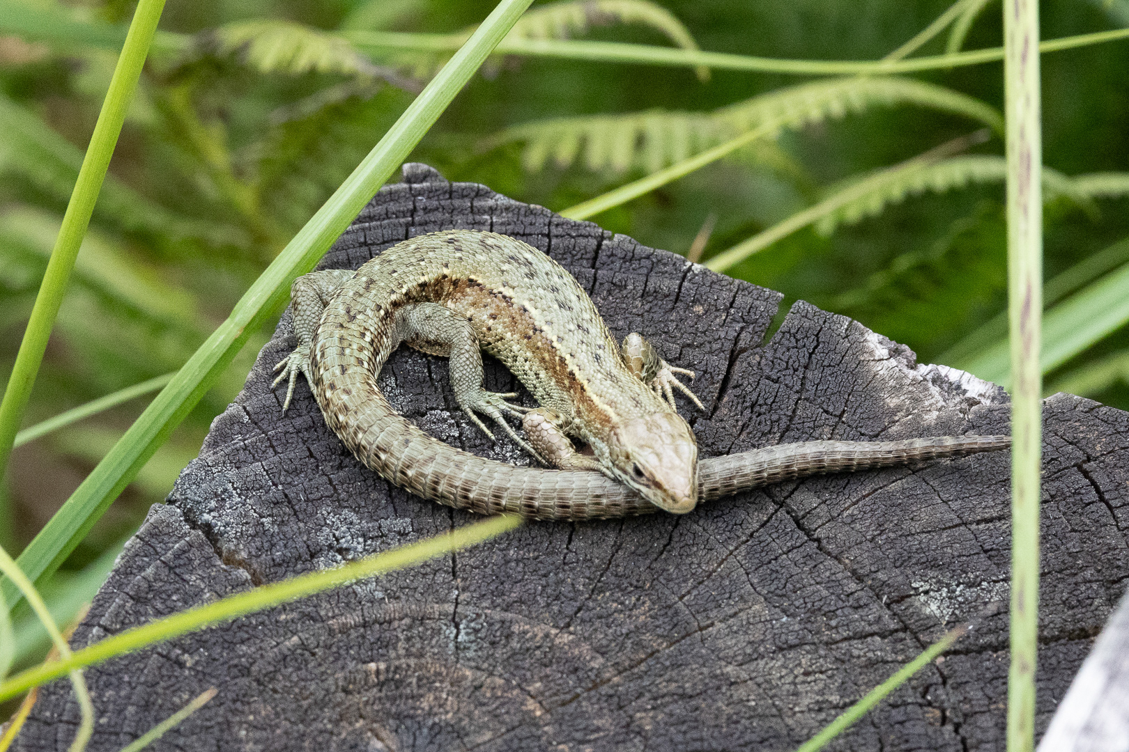 "Cors Caron resident" by Morlais Davies
