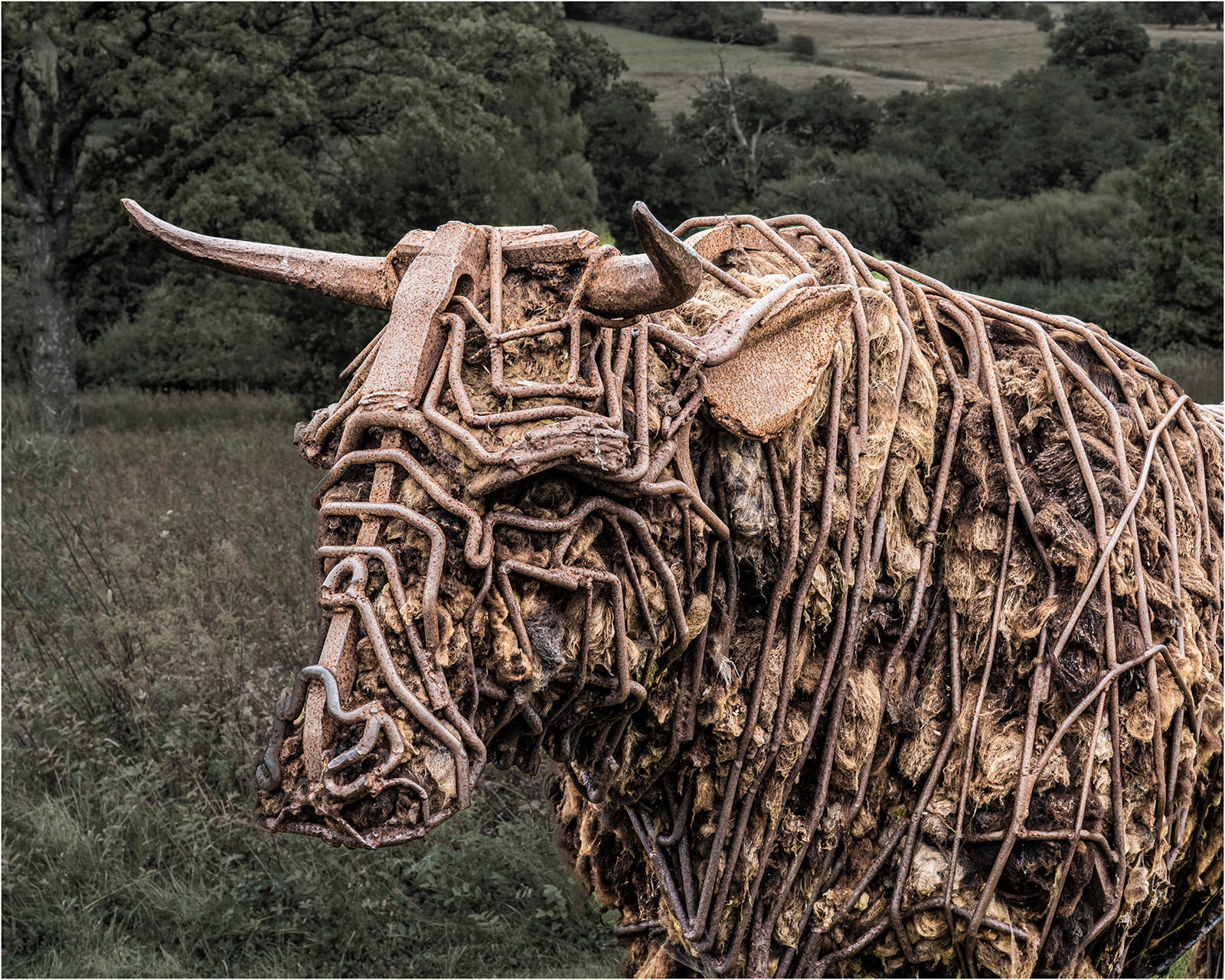 "Twm tarw" by Viv Evans