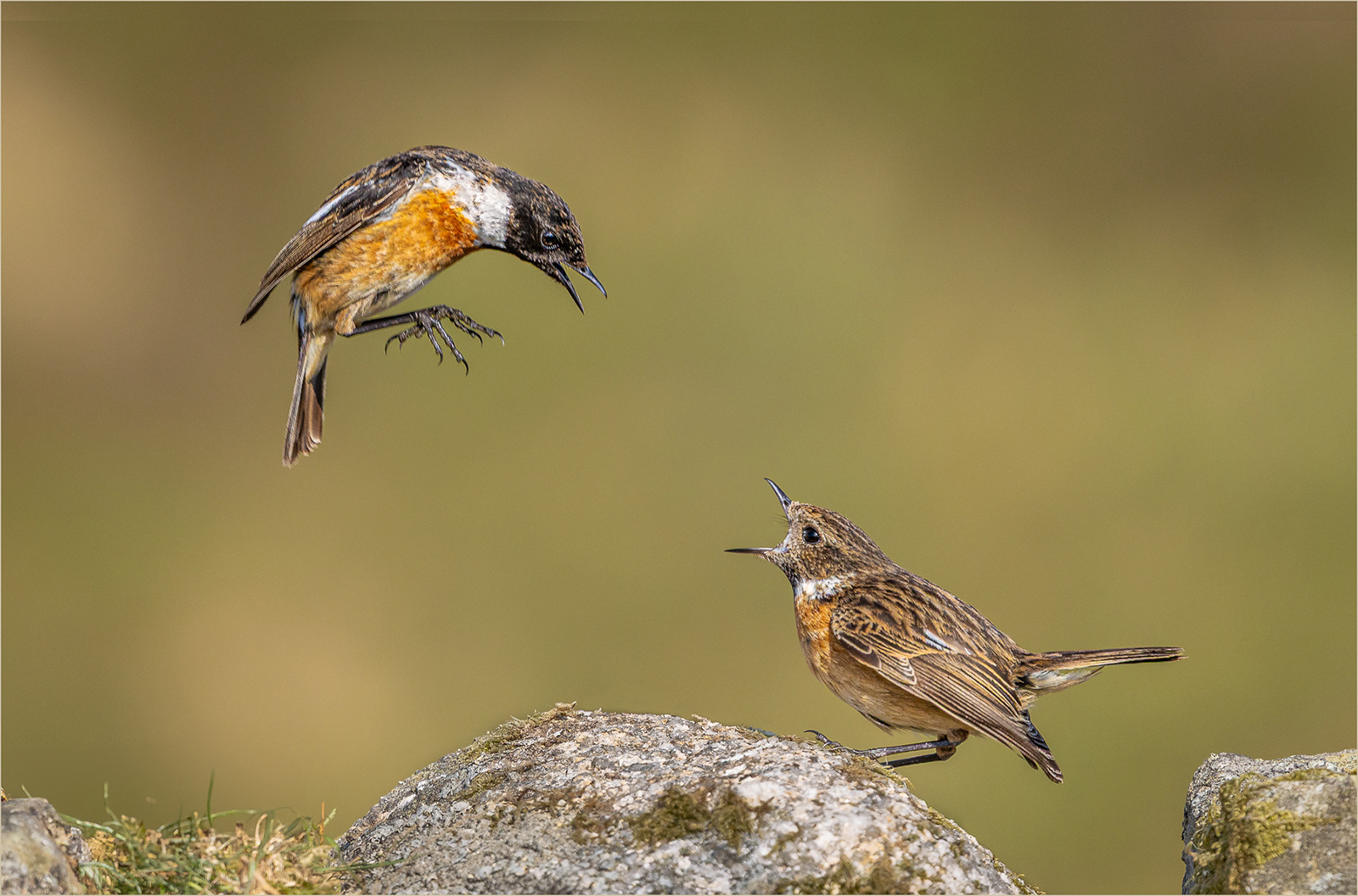 16. Stonechat Squabble