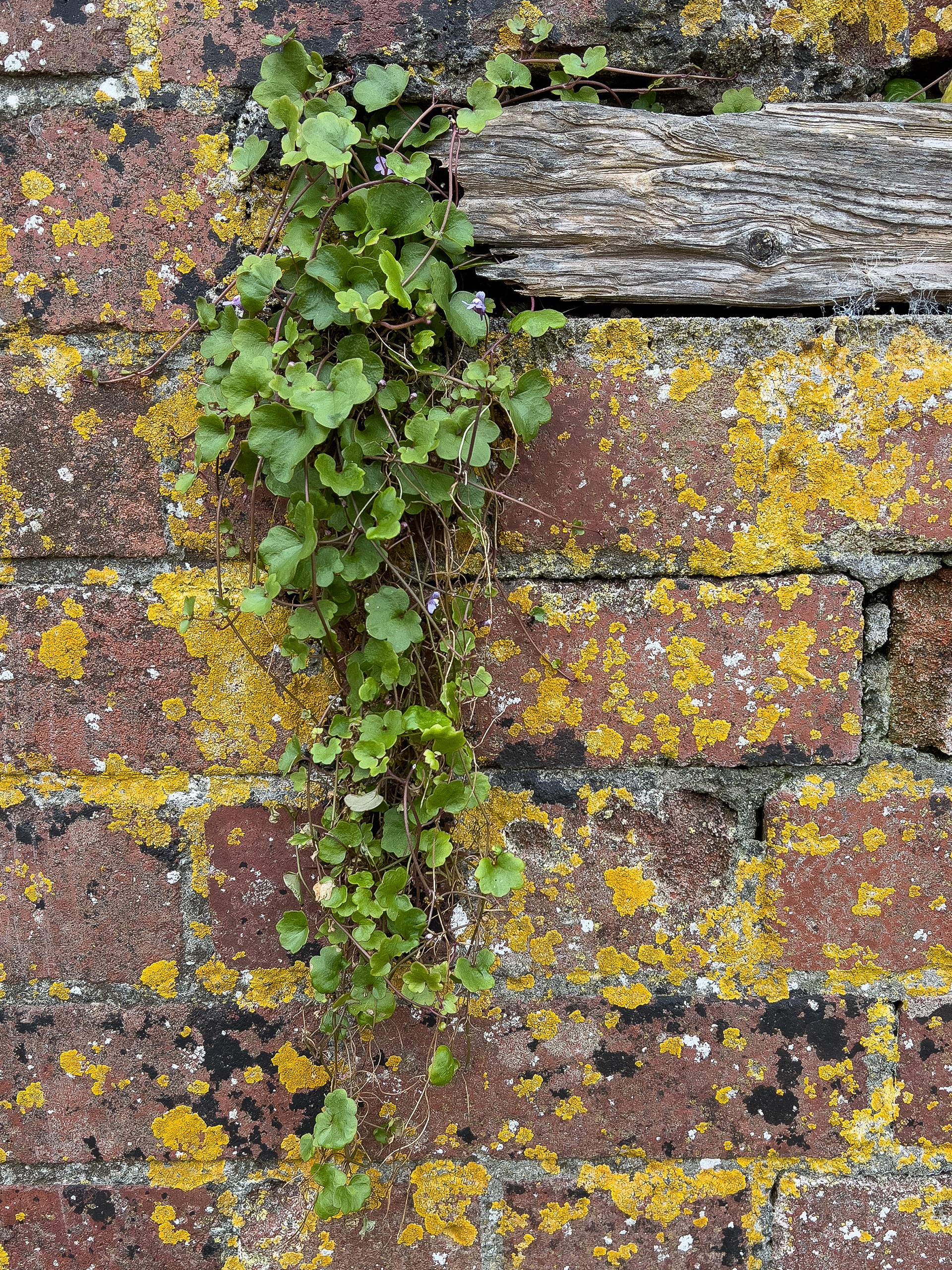 "Porthgain Wall Plant" by Morlais Davies